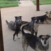 4catahoulas